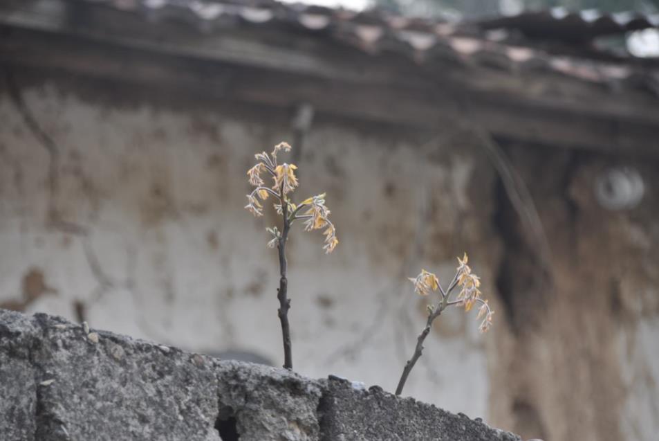 六祖惠能为惠明直指心性